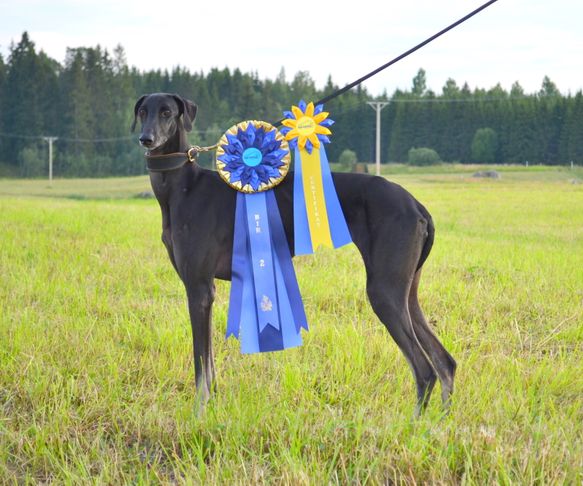 Tillieville Woqooyi winning LC-CAC in Norberg.